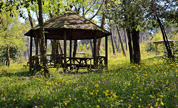 Sarıgazel Tabiat Parkı, sarıya büründü