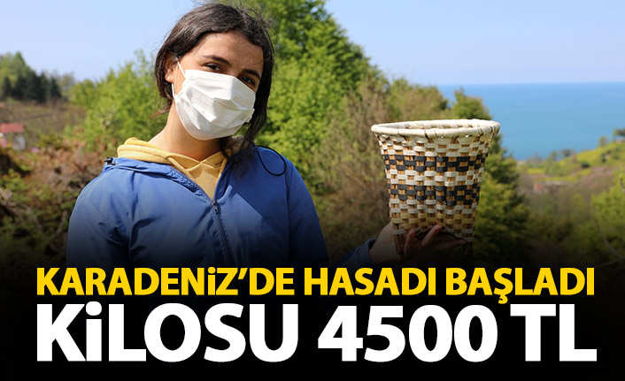 Kilosu 4500 TL'ye satılan çayın hasadı başladı