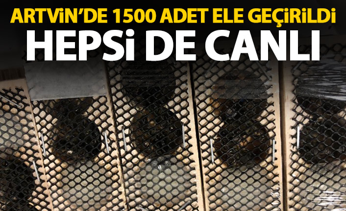 Artvin'de 1500 adet ele geçirildiler! Hepsi de canlı!