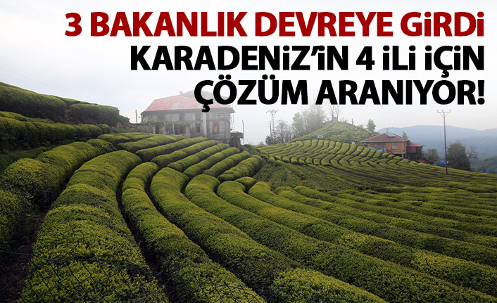 Çay hasadına formül bulmak için 3 bakanlık devreye girdi