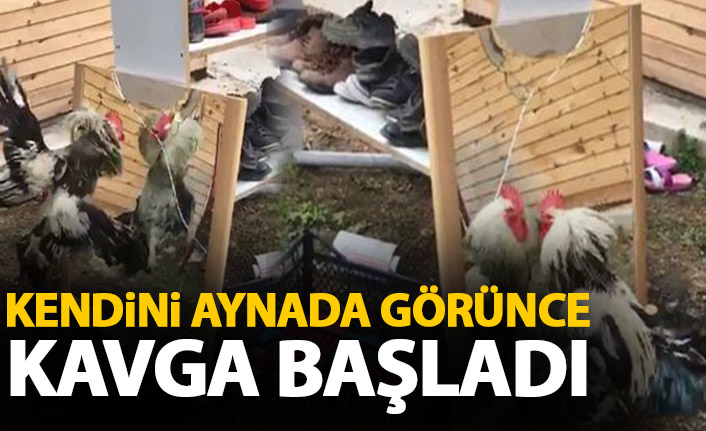 Horoz aynada kendini görünce kavga başladı