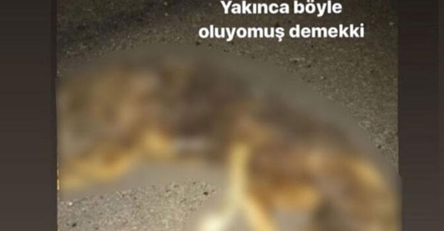 Köpeği ilgi çekmek için yakmış