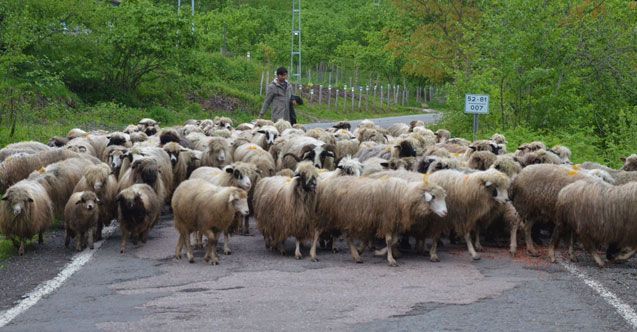 Ordu’da yaylalara göç sürüyor