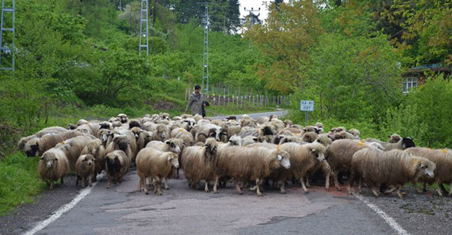 Yaylalara göç sürüyor