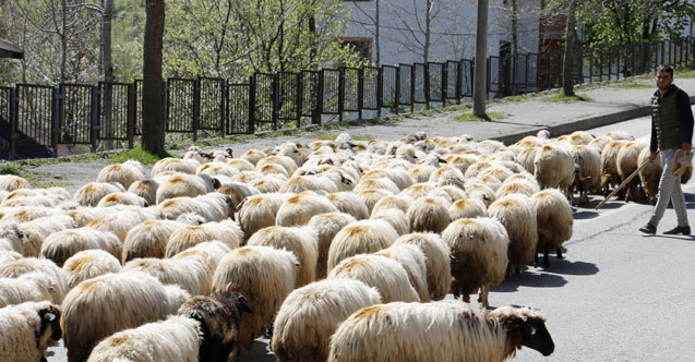 Ordu'da yayla göçleri başladı