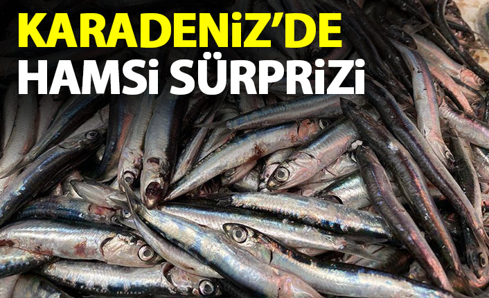 Karadeniz'de hamsi sürprizi