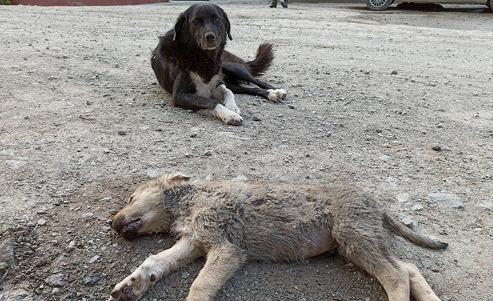 Anne köpek ölen yavrusunun başından saatlerce ayrılmadı