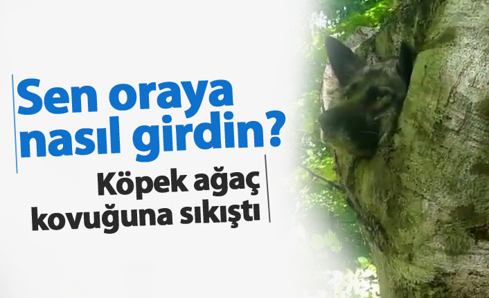 Köpek ağaç kovuğuna sıkıştı