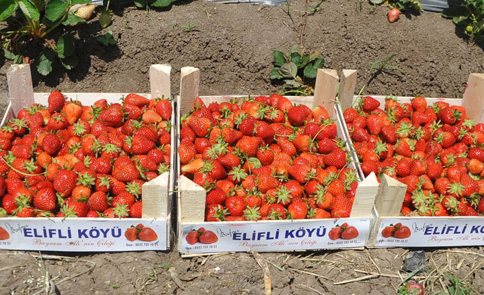 "Elifli çileği" yok satıyor!