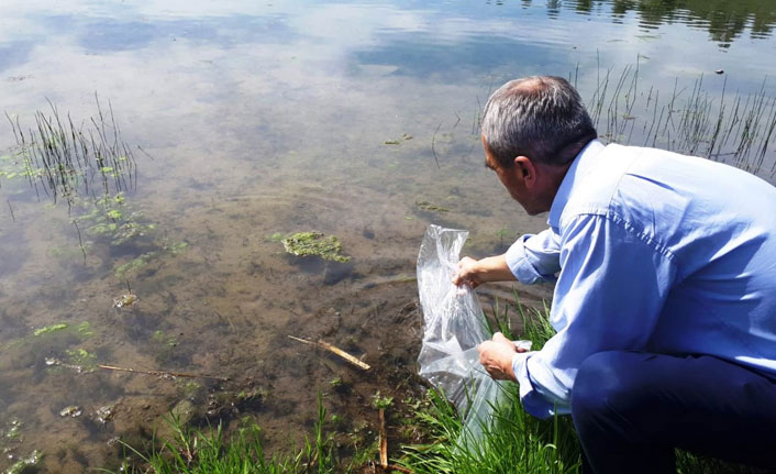 110 bin sazan Samsun göletlerine bırakıldı