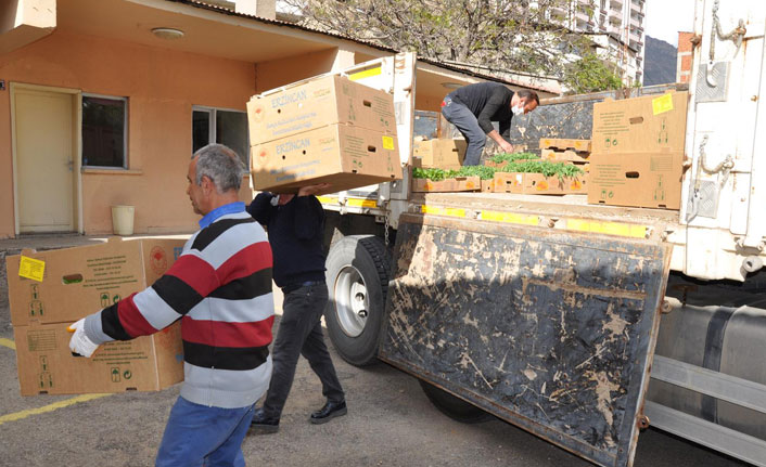 Çiftçilere 283 bin sebze fidesi dağıtıldı