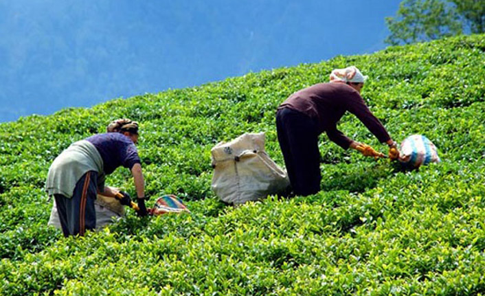 Çay toplamak için 20 Bin kişi Rize'ye gelecek! İşte Alınan önlemler