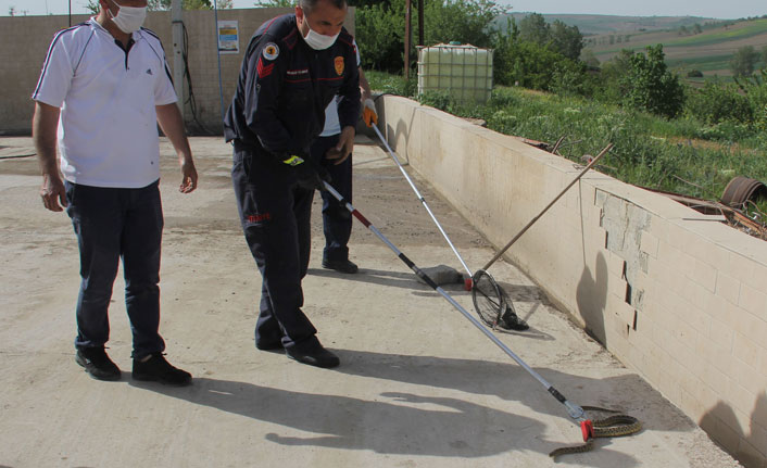 Arabaya giren yılanı itfaiye çıkardı