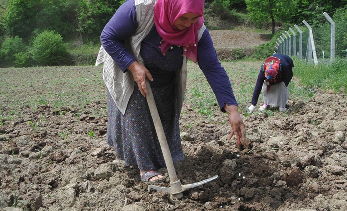 Pazara inmeden tarlada satılıyor!