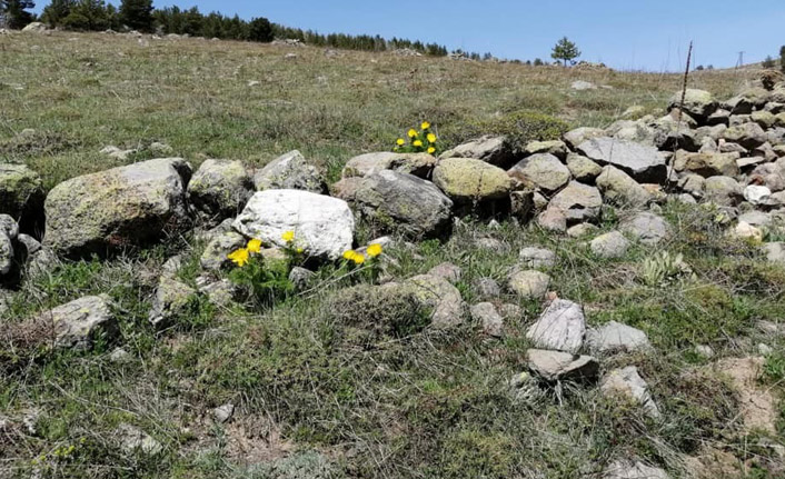 Giresun'da 150 yıl sonra rastlanmıştı! Sarı dağ Gülü yüzünü gösterdi