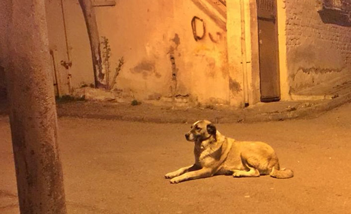 Mahallenin maskotunu bıçaklayarak öldürdü