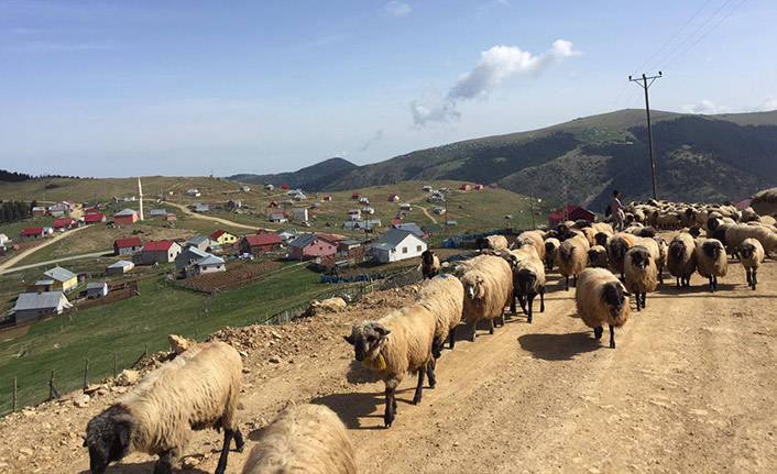 Çobanların yayla yolculuğu başladı