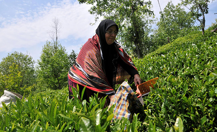 650 bin ton çay alımı olacak