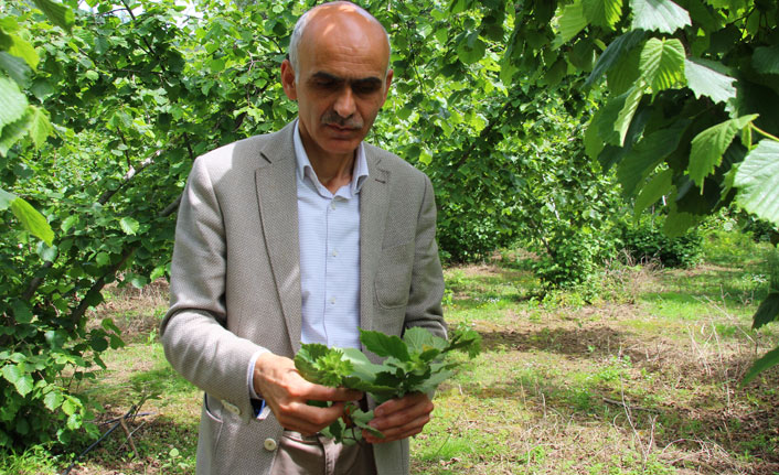 "Türk fındığı Türkiye'ye de dünyaya da yeter"