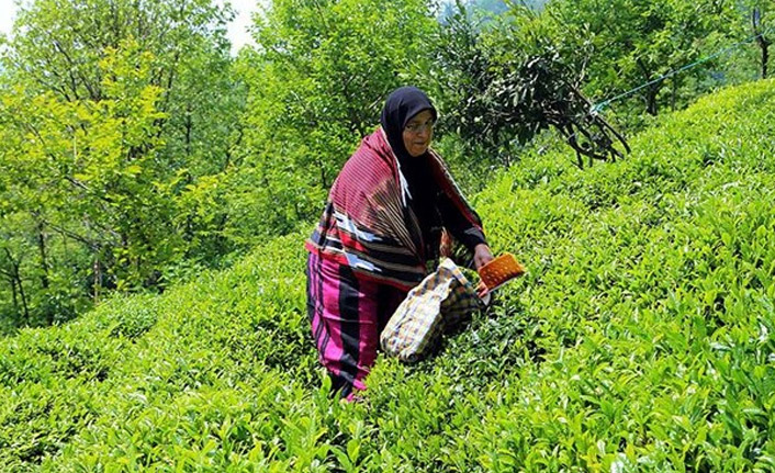 Trabzon Valiliği'nden çay üreticilerine uyarı