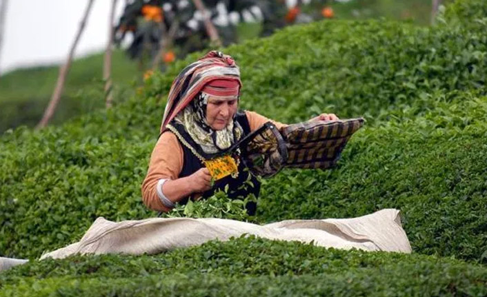 Trabzon'a çay üreticisi kaç kişi gelecek? İşte başvuru sayısı