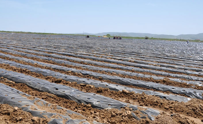 Bölgenin en büyük çilek bahçesi Gümüşhane’de kuruldu