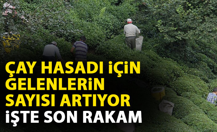 Çay hasadı için gelenlerin sayısı artıyor! İşte yeni rakam