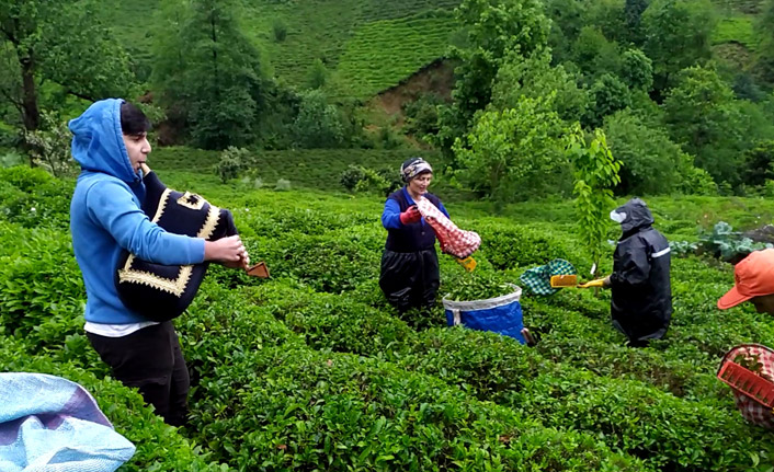 Rize'de tulum eşliğinde çay hasadı