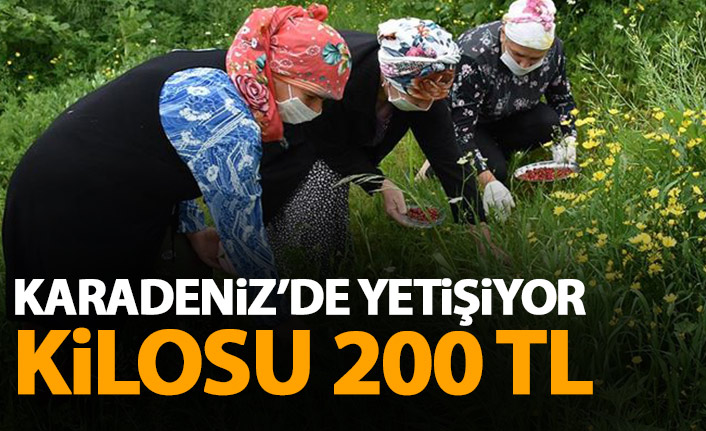 Karadeniz'de yetişiyor! Kilosu 200 TL