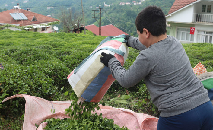 Rize'de karantinaları doldu! Hasada başladılar