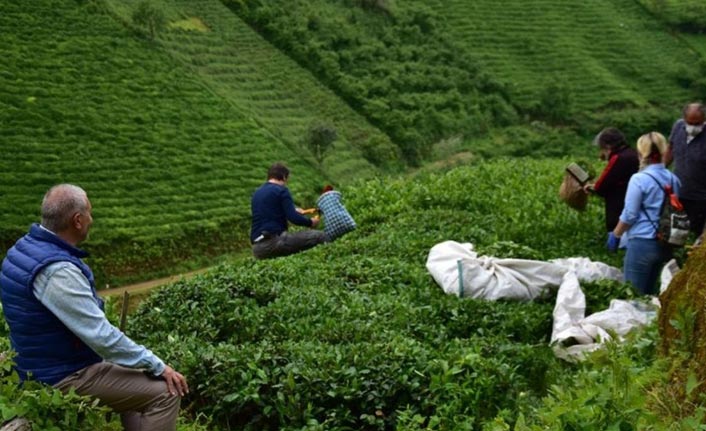 Rize'de çay toplama seferberliği