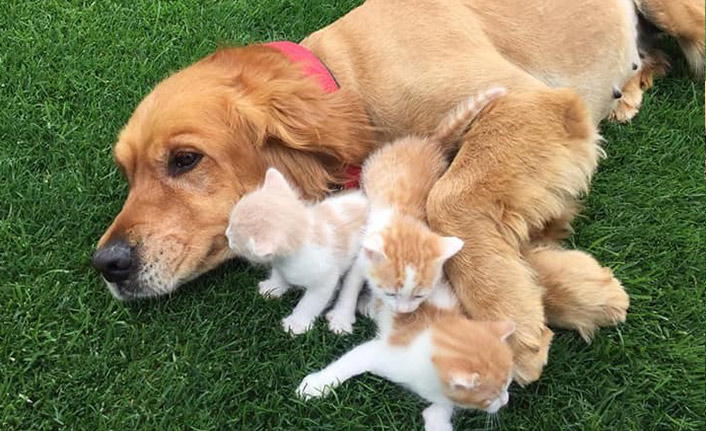 Trabzon'da Golden cinsi köpek kedi yavrularına annelik yapıyor