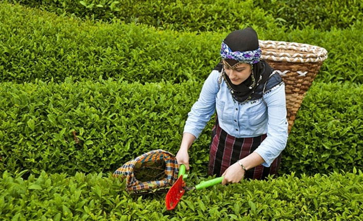 Rize'den yapılan 4 aylık çay ihracatı yüzde 159 arttı