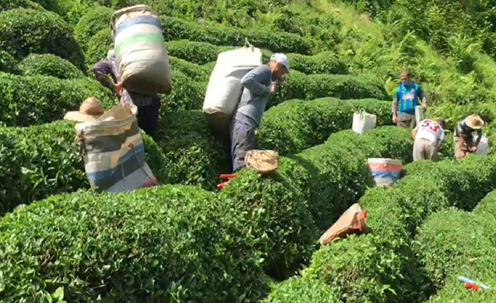 Koronavirüse yakalanan üreticinin çayını komşuları topladı