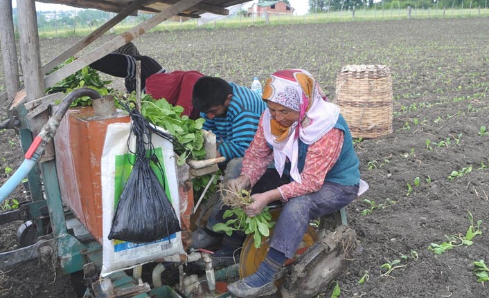 Bafra Ovası’nda tütün fidesi dikimi başladı