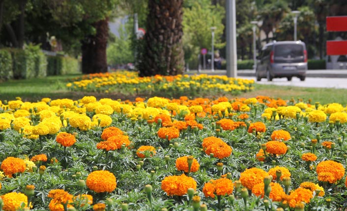 Samsun'a 530 bin çiçek