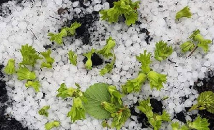 Trabzon'da dolu yağışı Fındığa zarar verdi mi? Açıklama geldi