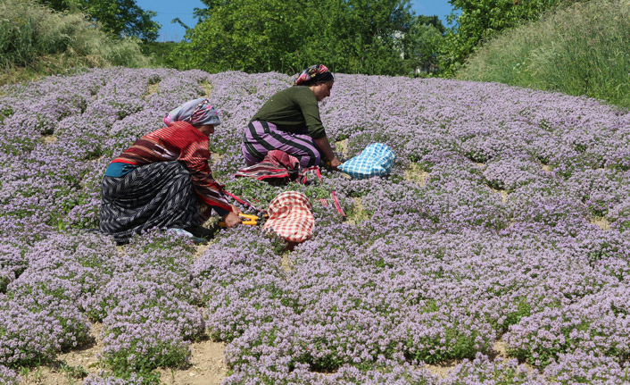 Rize'de ilk kez yayla kekiği hasadı yapıldı