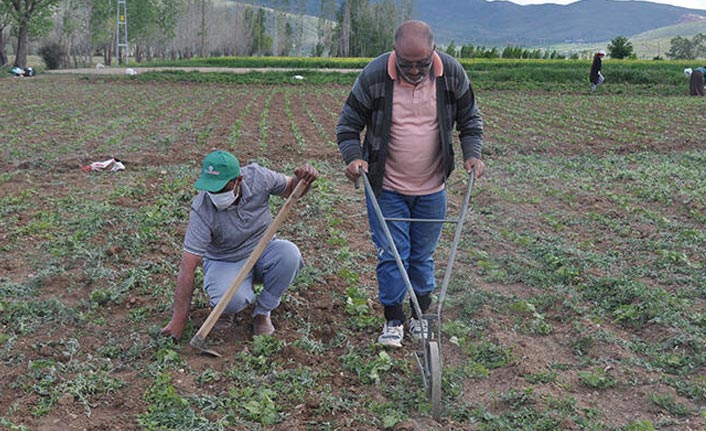 Koronavirüsten 3 kat daha öldürücü! Çiftçiler endişeli...