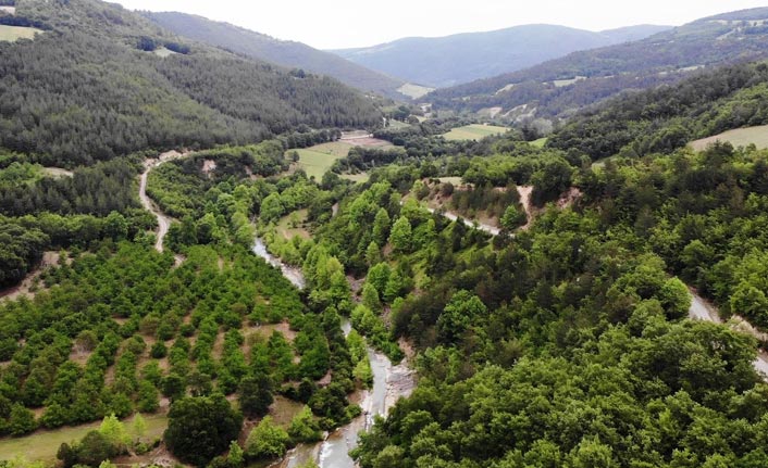 Karadeniz'de kurulacak 'Şifa Ormanı' Orta Doğu'da tek olacak