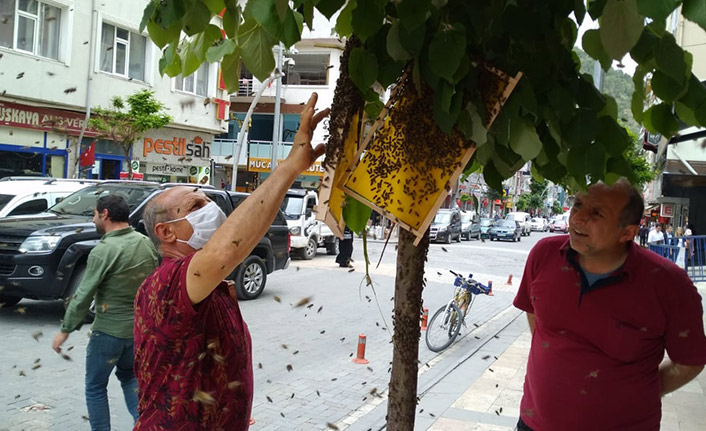 Gümüşhane'de oğul veren arılar şehir merkezine indi