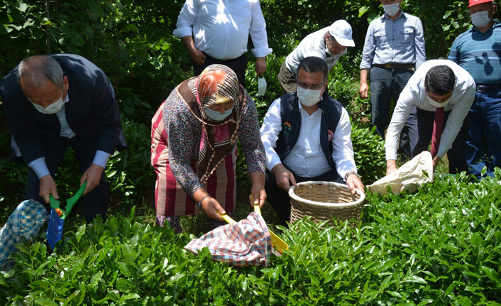 Ordu'da çay üretim alanları artırılacak