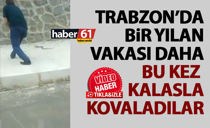 Trabzon’dan bir yılan videosu daha! Bu kez kalasla kovaladılar