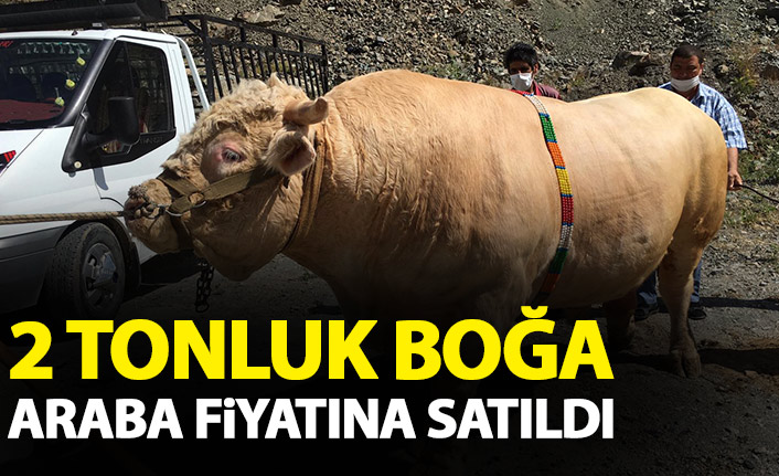 2 tonluk boğa otomobil fiyatına satıldı