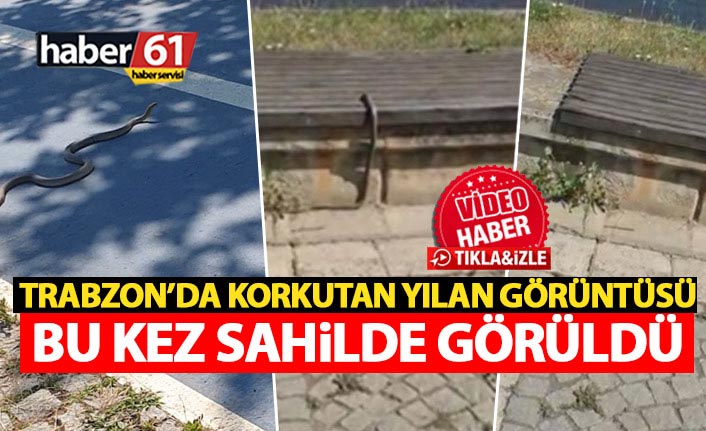 Trabzon korkutan yılan görüntüsü! Bu kez sahilde