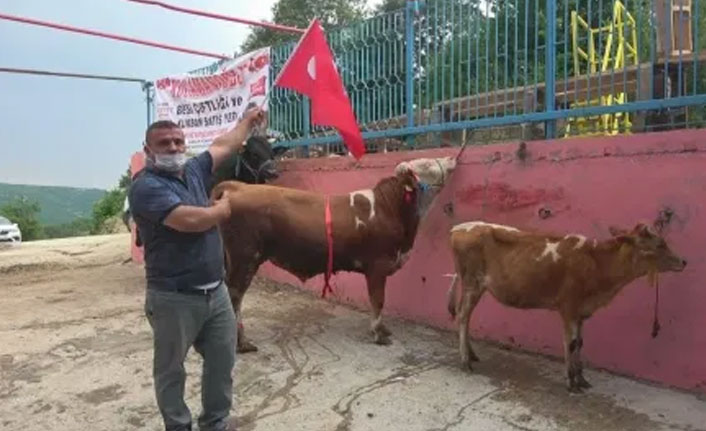 Ay-yıldız desenli boğa ve düveye gözü gibi bakıyor