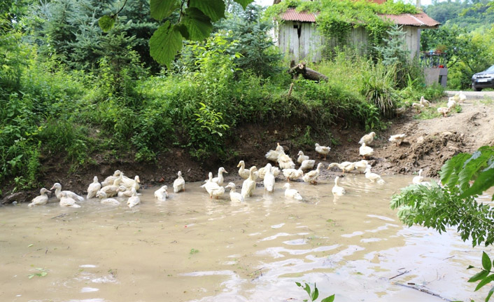 Ordu’da Pekin ördeği yetiştiriciliği başladı