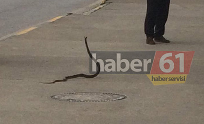 Trabzon'da görülen yılanlarla ilgili önemli uyarı! "Hastalıkların önünü açabilir"