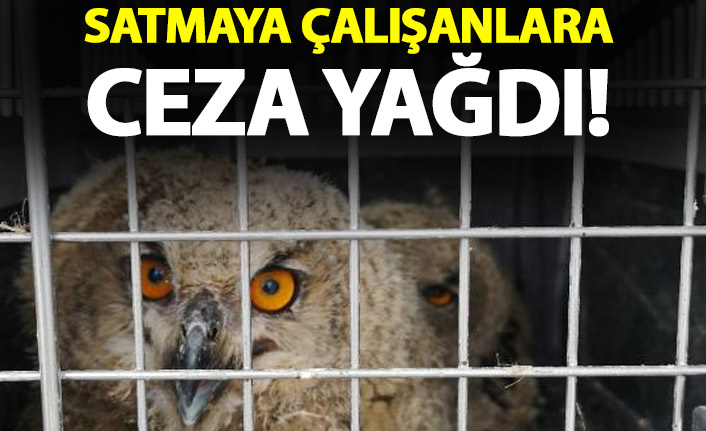 Puhu yavrularını satmaya çalışanlara ceza yağdı.