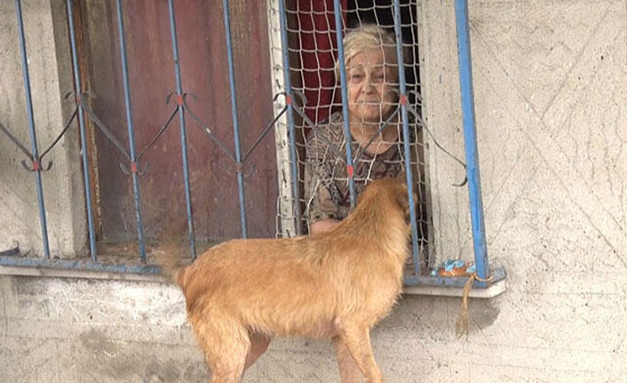 21 kedisi için ağladı! Evden çıkmak istemedi